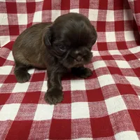 Ziggy , a male Shih Tzu for sale in Telephone, TX – Photo 2 of 2