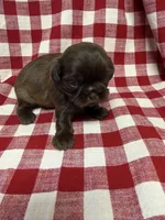 Ziggy , a male Shih Tzu for sale in Telephone, TX – Photo 2 of 2