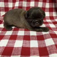 Ziggy , a male Shih Tzu for sale in Telephone, TX – Photo 1 of 2