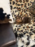 Marco, a male Yorkshire Terrier for sale in Telephone, TX – 3 of 3