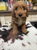 Kingston, a male Cavapoo for sale in Telephone, TX – 3 of 4