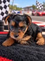 Dwayne, a male Yorkshire Terrier for sale in Telephone, TX – 1 of 1