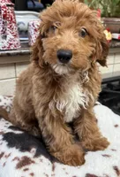 Kingston, a male Cavapoo for sale in Telephone, TX – 1 of 5