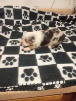 Elenor , a female Toy Australian Shepherd for sale in Telephone, TX – 2 of 3