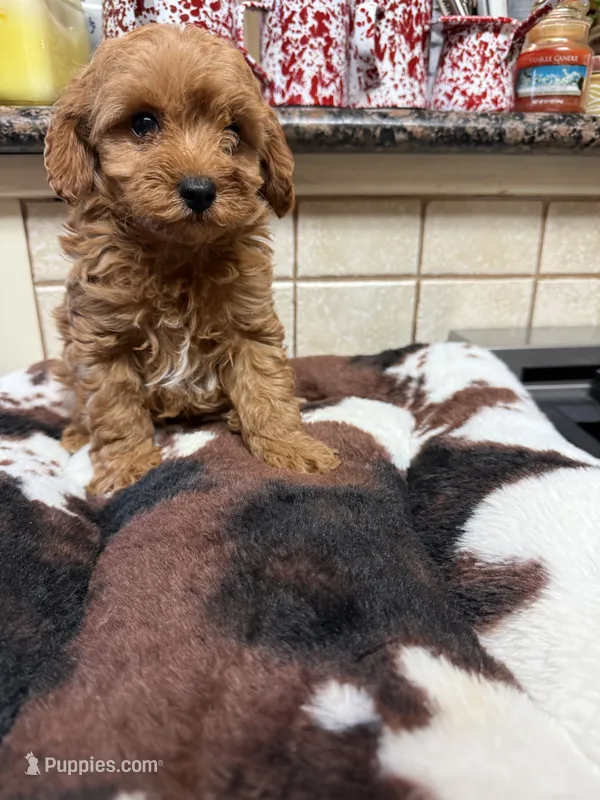 Kreed – Cavapoo puppy for sale in Telephone, TX