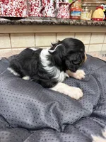 Cindy, a female Cavalier King Charles Spaniel for sale in Telephone, TX – Photo 3 of 3