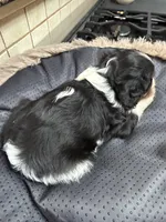 Cindy, a female Cavalier King Charles Spaniel for sale in Telephone, TX – Photo 2 of 3