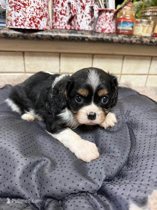 Cindy – Cavalier King Charles Spaniel puppy for sale in Telephone, TX