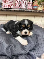 Cindy, a female Cavalier King Charles Spaniel for sale in Telephone, TX – Photo 1 of 3