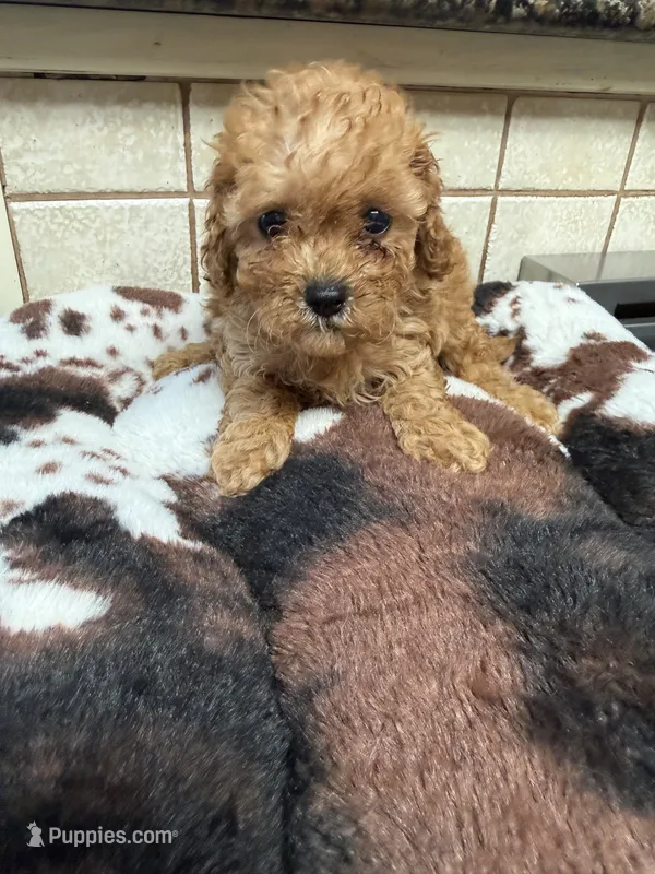 Kramer – Cavapoo puppy for sale in Telephone, TX
