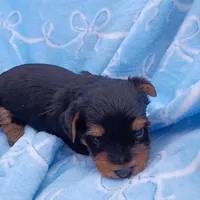 Buster , a male Yorkshire Terrier for sale in Telephone, TX – Photo 2 of 2