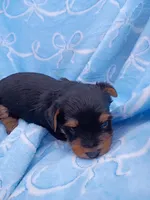 Buster , a male Yorkshire Terrier for sale in Telephone, TX – Photo 2 of 2