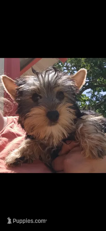 Buster  – Yorkshire Terrier puppy for sale in Telephone, TX