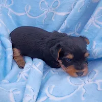 Buster , a male Yorkshire Terrier for sale in Telephone, TX – Photo 1 of 2