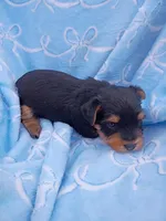 Buster , a male Yorkshire Terrier for sale in Telephone, TX – Photo 1 of 2