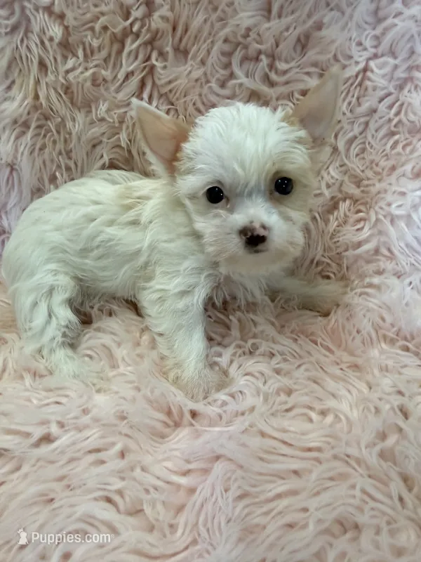brynlee – Yorkshire Terrier puppy for sale in Telephone, TX