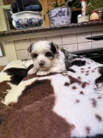 Ross, a male Yorkshire Terrier for sale in Telephone, TX – 3 of 3
