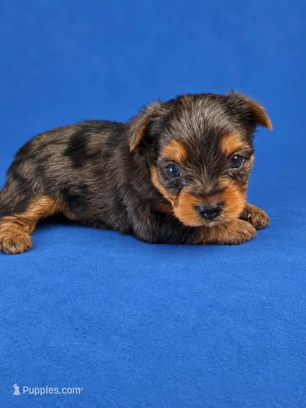 Owen – Yorkshire Terrier puppy for sale in Telephone, TX