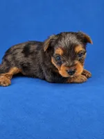 Owen, a male Yorkshire Terrier for sale in Telephone, TX – 1 of 1