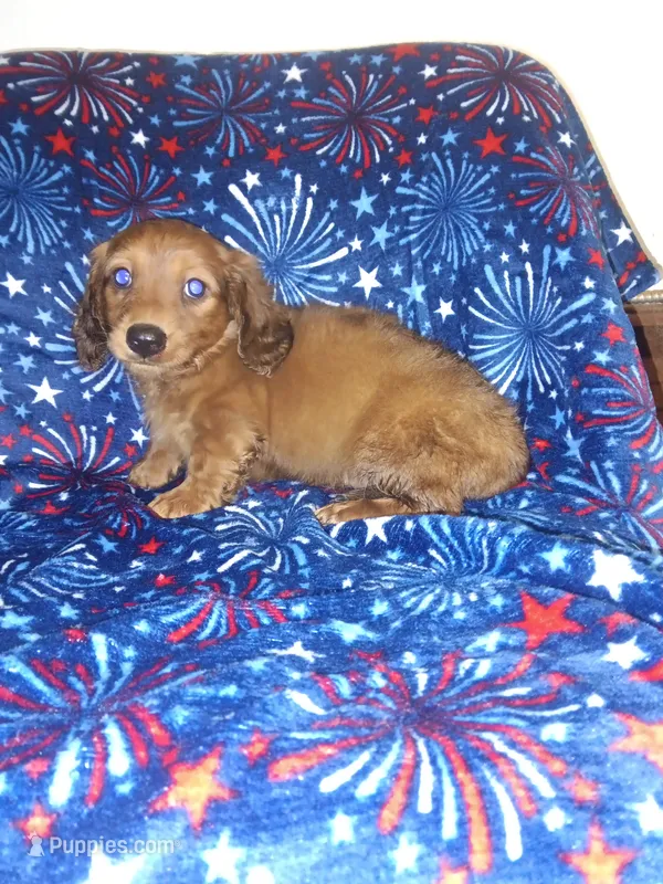 Clyde  AKC – Miniature Dachshund puppy for sale in Telephone, TX