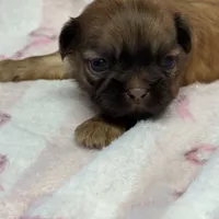 Tulip, a male Shih Tzu for sale in Telephone, TX – Photo 4 of 8