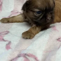 Tulip, a male Shih Tzu for sale in Telephone, TX – Photo 3 of 8