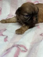 Tulip, a male Shih Tzu for sale in Telephone, TX – Photo 2 of 5