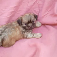 Tulip, a male Shih Tzu for sale in Telephone, TX – Photo 5 of 8