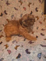 Tulip, a male Shih Tzu for sale in Telephone, TX – Photo 1 of 8