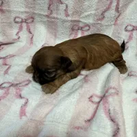 Tulip, a male Shih Tzu for sale in Telephone, TX – Photo 8 of 8