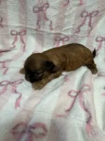 Tulip, a male Shih Tzu for sale in Telephone, TX – Photo 5 of 5