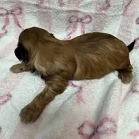 Tulip, a male Shih Tzu for sale in Telephone, TX – Photo 7 of 8