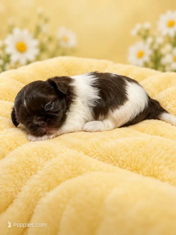 gidget – Shih Tzu puppy for sale in Telephone, TX