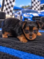 Albert, a male Yorkshire Terrier for sale in Telephone, TX – 1 of 1