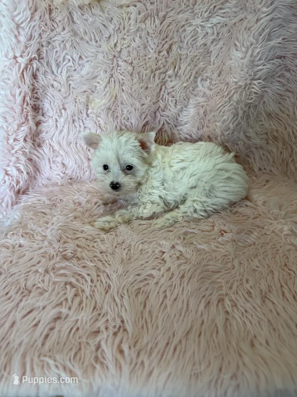 Charlotte  – Yorkshire Terrier puppy for sale in Telephone, TX