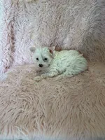 Charlotte , a female Yorkshire Terrier for sale in Telephone, TX – 1 of 2