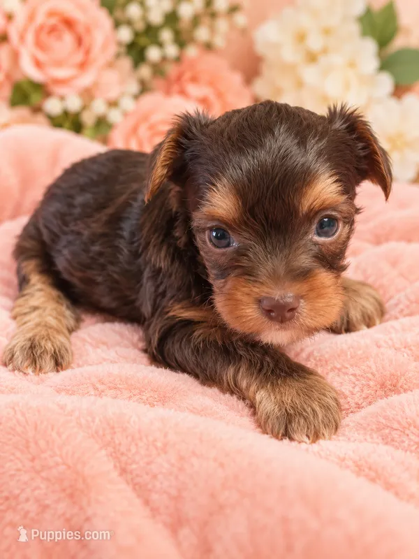 kylie – Yorkshire Terrier puppy for sale in Telephone, TX