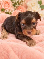 kylie, a female Yorkshire Terrier for sale in Telephone, TX – 1 of 1