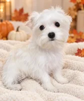 Willis, a male Yorkshire Terrier for sale in Telephone, TX – 1 of 1