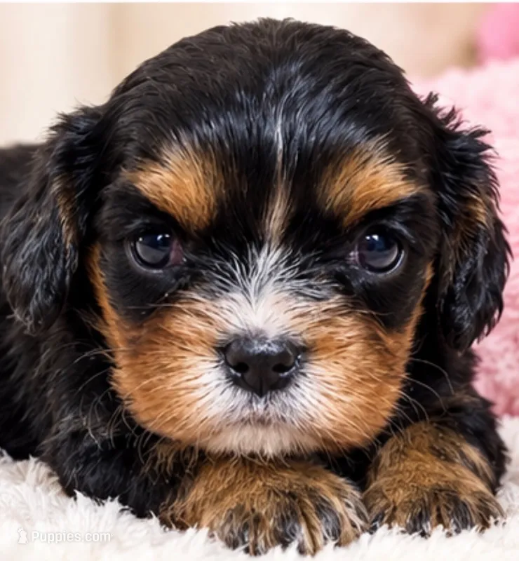 Travis – Cavalier King Charles Spaniel puppy for sale in Telephone, TX