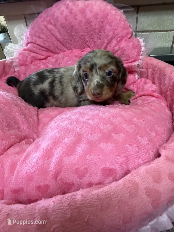Olivia – Miniature Dachshund puppy for sale in Telephone, TX