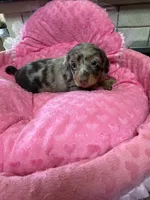 Olivia, a female Miniature Dachshund for sale in Telephone, TX – 1 of 1
