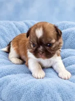 Drax, a male Shih Tzu for sale in Telephone, TX – 1 of 1