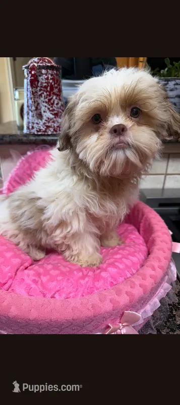 Monkey Girl  – Shih Tzu puppy for sale in Telephone, TX