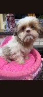 Monkey Girl , a female Shih Tzu for sale in Telephone, TX – 1 of 2
