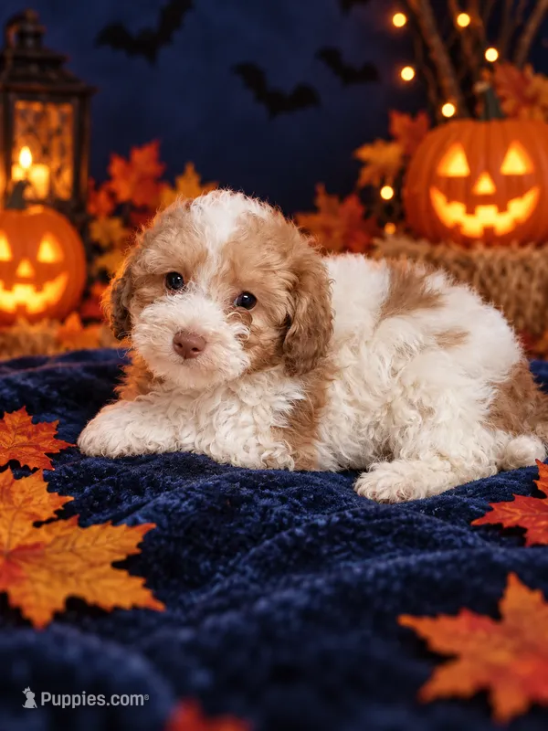Claude  – Poodle - Toy  puppy for sale in Telephone, TX