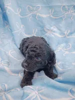 Otto, a male Poodle - Toy  for sale in Telephone, TX – Photo 4 of 4