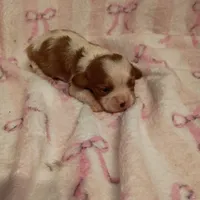 sophia , a female Cavalier King Charles Spaniel for sale in Telephone, TX – Photo 1 of 2