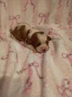 sophia , a female Cavalier King Charles Spaniel for sale in Telephone, TX – Photo 1 of 2