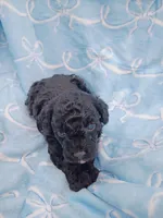 Otto, a male Poodle - Toy  for sale in Telephone, TX – Photo 3 of 4